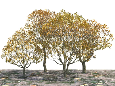 Three Deciduous Trees With Yellow And Orange Leaves And Fallen Leaves On Ground 3d model