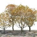 Three Deciduous Trees With Yellow And Orange Leaves And Fallen Leaves On Ground