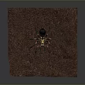 Large Yellow Black Spider On Red Soil Ground In Natural Habitat Setting