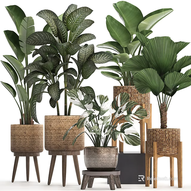 Various Green Potted Plants In Woven Baskets And Ceramic Pots With Wooden Stands 3d model 