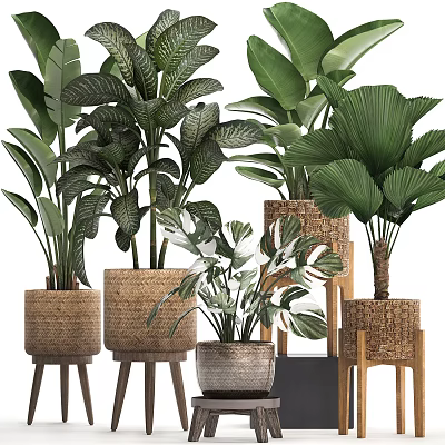 Various Green Potted Plants In Woven Baskets And Ceramic Pots With Wooden Stands 3d model