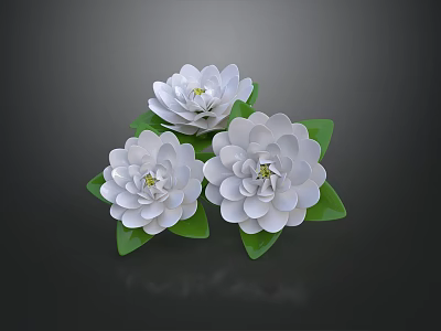 Three White Flowers with Lush Green Leaves on Dark Background 3d model