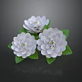 Three White Flowers with Lush Green Leaves on Dark Background