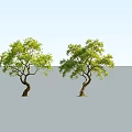 Two Curved Trunk Arbor Trees With Lush Green Leaves And Gray Ground
