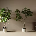 Indoor Bonsai Potted Plants With Lush Green Foliage Against Beige Wall And Wooden Cabinet