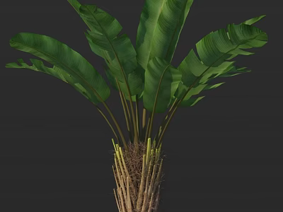 Lush Tropical Banana Plant With Broad Green Leaves And Dense Root System 3d model