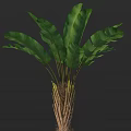 Lush Tropical Banana Plant With Broad Green Leaves And Dense Root System