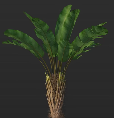 Lush Tropical Banana Plant With Broad Green Leaves And Dense Root System 3d model