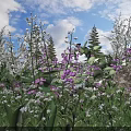 Vibrant White and Purple Flowers with Green Leaves Under Blue Sky and Tall Pine Trees