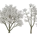 Two White Flowering Trees With Light Trunks And Lush Branches 3d model