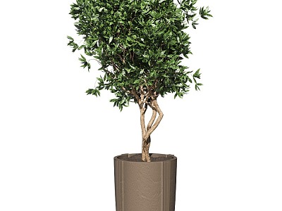 potted tree landscape tree shrub plant model