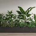 Lush Indoor Potted Plants Display With Various Green Foliage In Long Planter