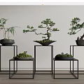 Bonsai Plants Display on Black Metal Stands Various Heights White Wall Background and Wooden Floor