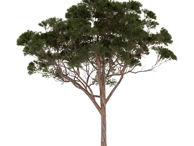 Tall Arbor With Lush Green Foliage And Upright Trunk In Natural Form 3d model