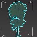 long white pine conifer Pinus sylvestris European red pine Scots pine 3d model