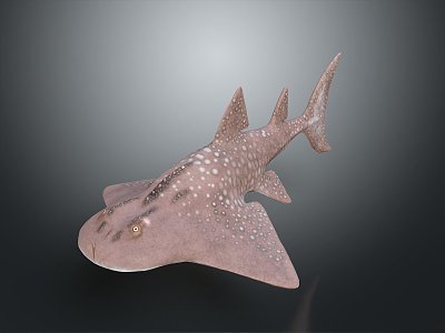 shark great white shark whale shark hammerhead shark tiger head shark man-eating shark blue shark coral red coral white coral model