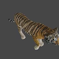 Realistic 3D Rendered Tiger With Orange Black Stripes And White Paws 3d model