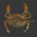 Golden Orange Crab With Shiny Shell Displaying Claws And Legs On Dark Background