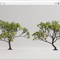 Two Trees with Lush Foliage and Slender Trunks Naturally Growing on White Background 3d model