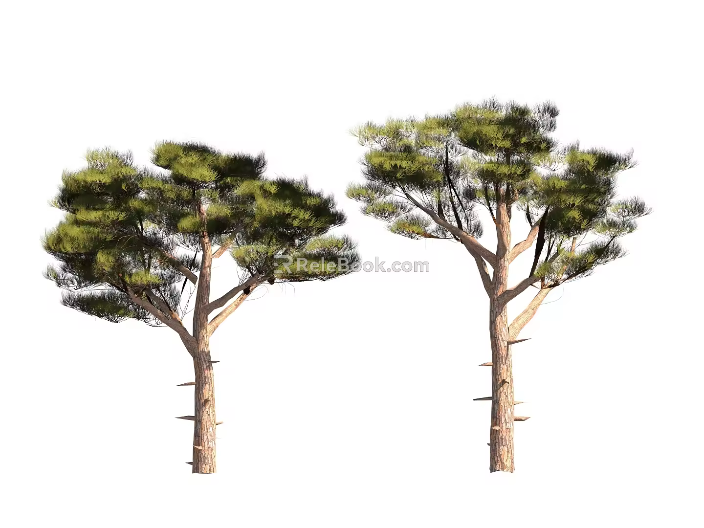 pine tree 3d model