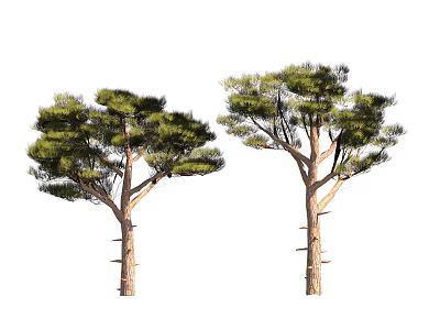 Two Pine Trees with Green Needles Thick Trunks and Lush Branches 3d model