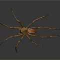 Brown Spider With Long Legs And Distinct Abdomen On Gray Background 3d model