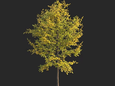 Tall Arbor With Yellow Leaves And Brown Trunk On Black Background 3d model