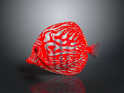 Vibrant Red And White Striped Discus Fish With Circular Shape In Dark Background 3d model