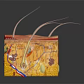 Head Skin Anatomical Structure Displaying Epidermis Dermis Subcutaneous Layers Hair Follicles Blood Vessels And Nerves