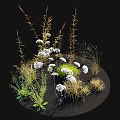 Green And Yellow Herbaceous Plants With White Small Flowers In Grassland