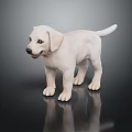 Cute White Labrador Puppy Standing on Black Shiny Surface with Reflection 3d model