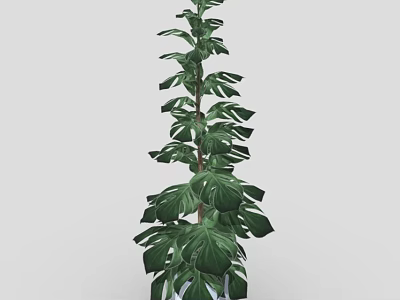 Monstera Plant With Upright Tall Slender Stem And Large Green Leaves In White Pot 3d model
