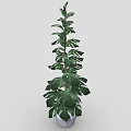Monstera Plant With Upright Tall Slender Stem And Large Green Leaves In White Pot