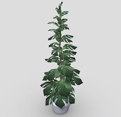 Monstera Plant With Upright Tall Slender Stem And Large Green Leaves In White Pot 3d model