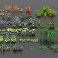 Collection of Colorful Succulent Plants With Various Shapes And Multiple Species