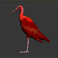 Red Bird With Long Curved Beak And Pink Legs Standing On Gray Background With Reflection