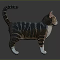Striped Cat Standing with Raised Tail and White Paws on Gray Background 3d model