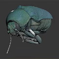 Vibrant Teal Flying Beetle Showcasing Metallic Sheen Rounded Body And Antennae