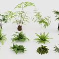 Various Fern And Green Plant Combination Featuring Different Leaf Shapes And Sizes