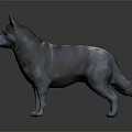 Realistic 3D Standing Dog Model With Blue Gray Fur On Shiny Gray Surface 3d model