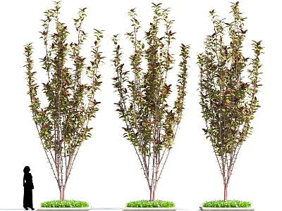 Three Tall Ornamental Shrubs With Red Green Foliage And Person Silhouette For Scale 3d model