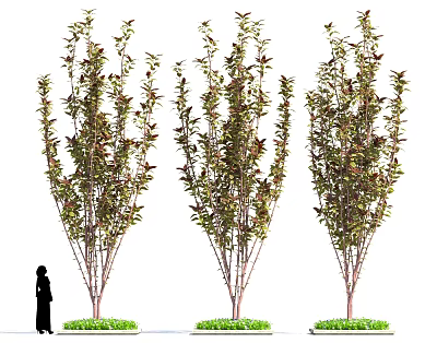 Three Tall Ornamental Shrubs With Red Green Foliage And Person Silhouette For Scale 3d model