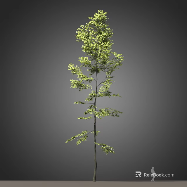 Tall Arbor Tree With Lush Green Leaves And Slender Trunk Structure 3d model 
