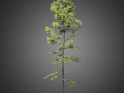 Tall Arbor Tree With Lush Green Leaves And Slender Trunk Structure 3d model