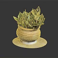 Green And White Striped Snake Plant In Terracotta Pot On Marble Tray