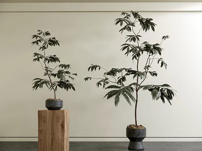 Indoor Bonsai Plant Decor With Wooden Stand And Stone Pot In Minimalist Interior 3d model