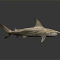 Realistic 3D Hammerhead Shark with Hammer Shaped Head Streamlined Body Fins and Tail