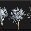 Various Arbor Tree Species Featuring Birch Camphor Maple and Ancient Varieties 3d model