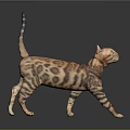 Leopard Cat With Spotted Fur Long Tail And Alert Posture Walking On Gray Background