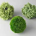 Different Types of Round Green Shrubs With Varied Foliage Textures